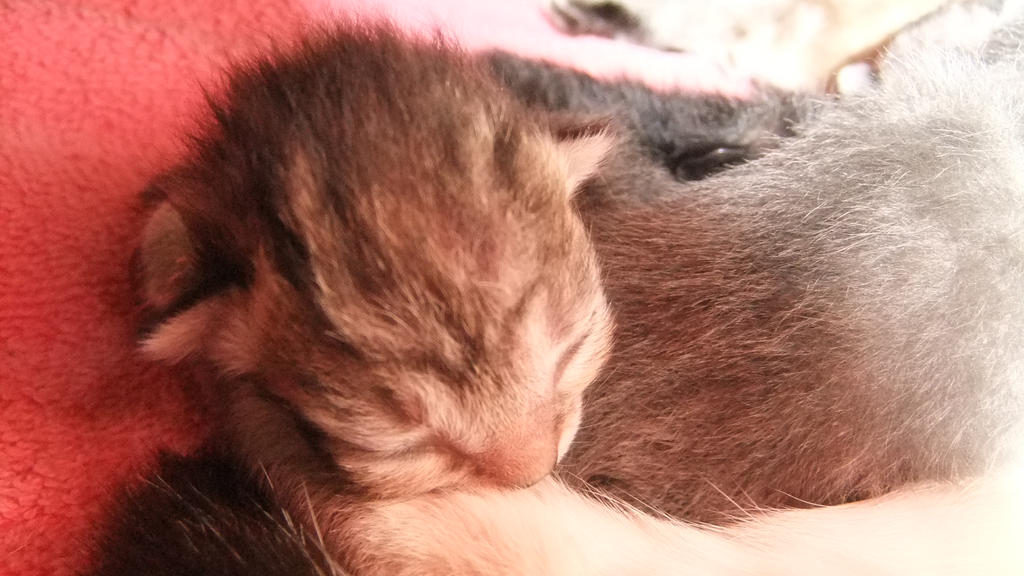 Celeste, and Her Newborn Kittens (10)