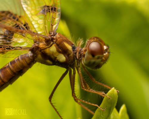 Baby Dragonfly Profile