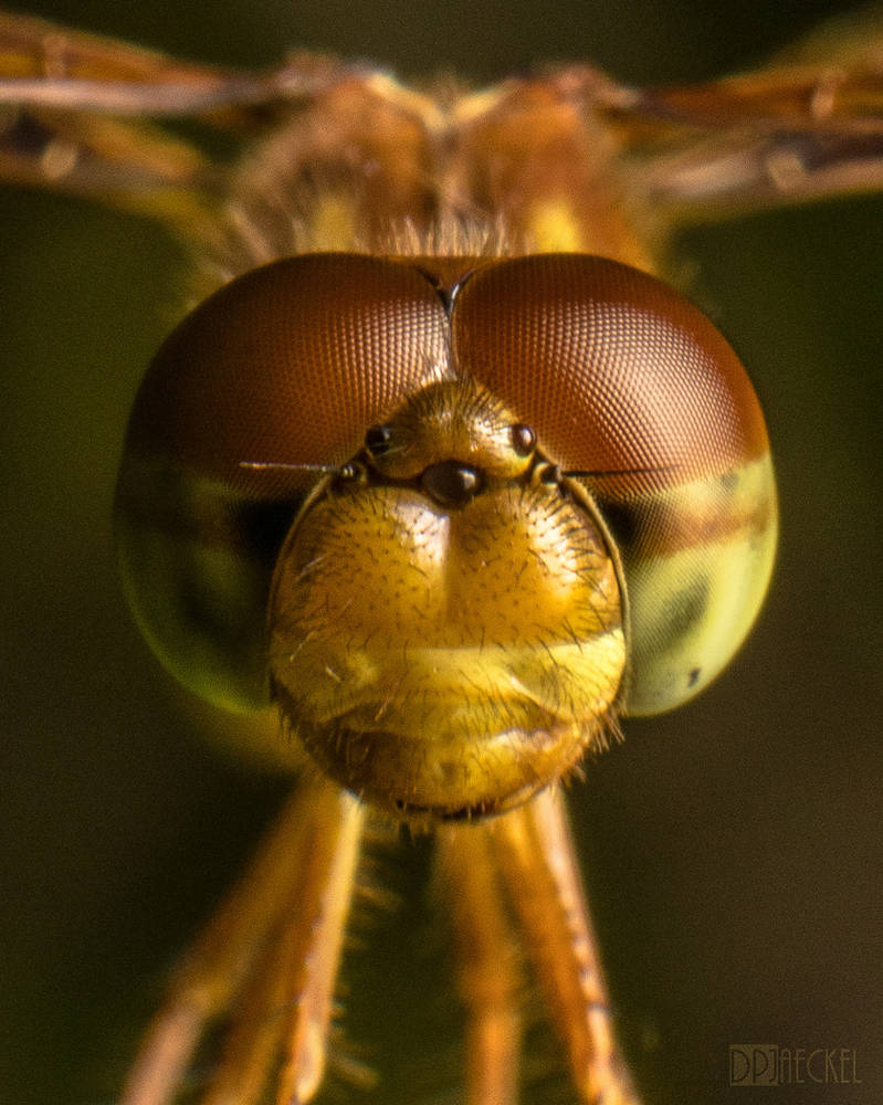 Baby Dragonfly taking off