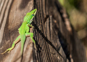 Common Gecko posing