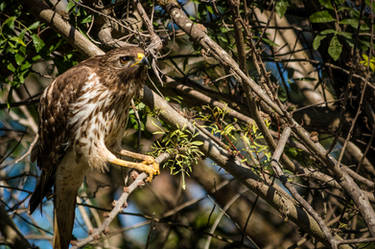 Red Shouldered Hawk 2