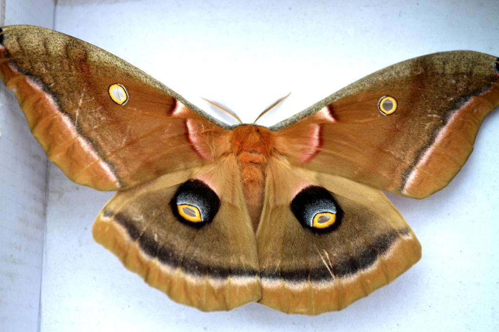 Moth Stock Photo