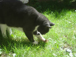 Zorro Playing