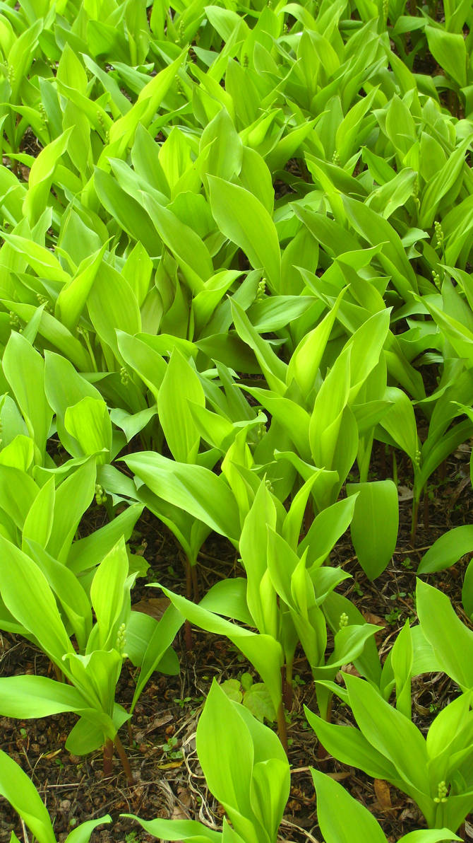 Green Patch by shutterbugrob on DeviantArt