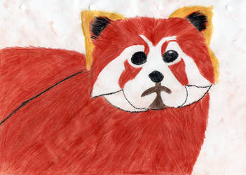 Red Panda