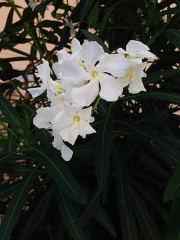 White Flowers