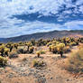 Joshua Tree NP I