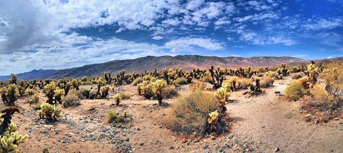 Joshua Tree NP I