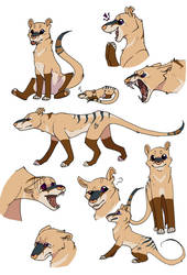 Cutie thylacines- colour