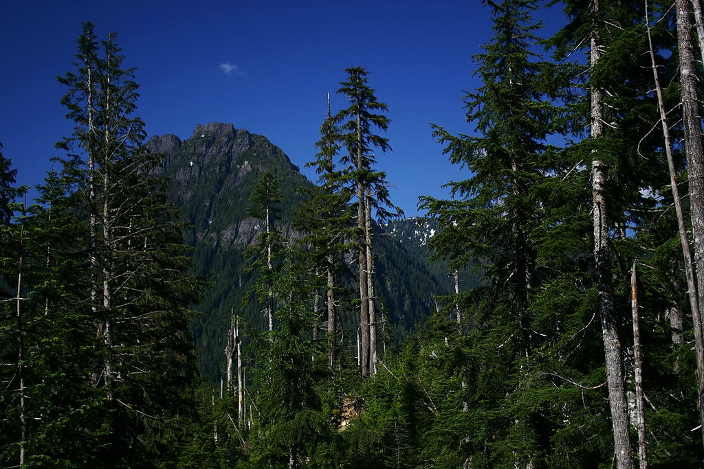 Mt Baker National Forest