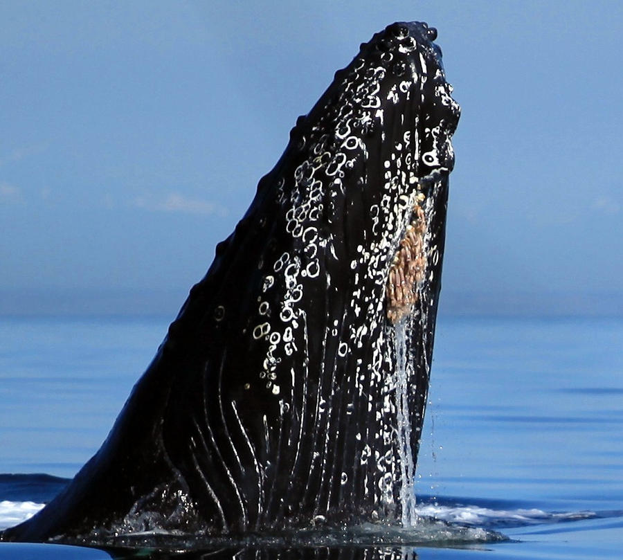 Humpback breacking