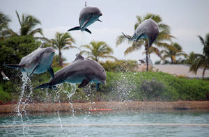 Flying Dolphins