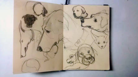 Dog-sketches-1