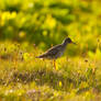 Common Redshank