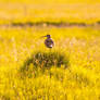 Whimbrel