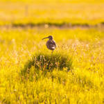 Whimbrel by Goro38