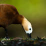 Ruddy Shelduck