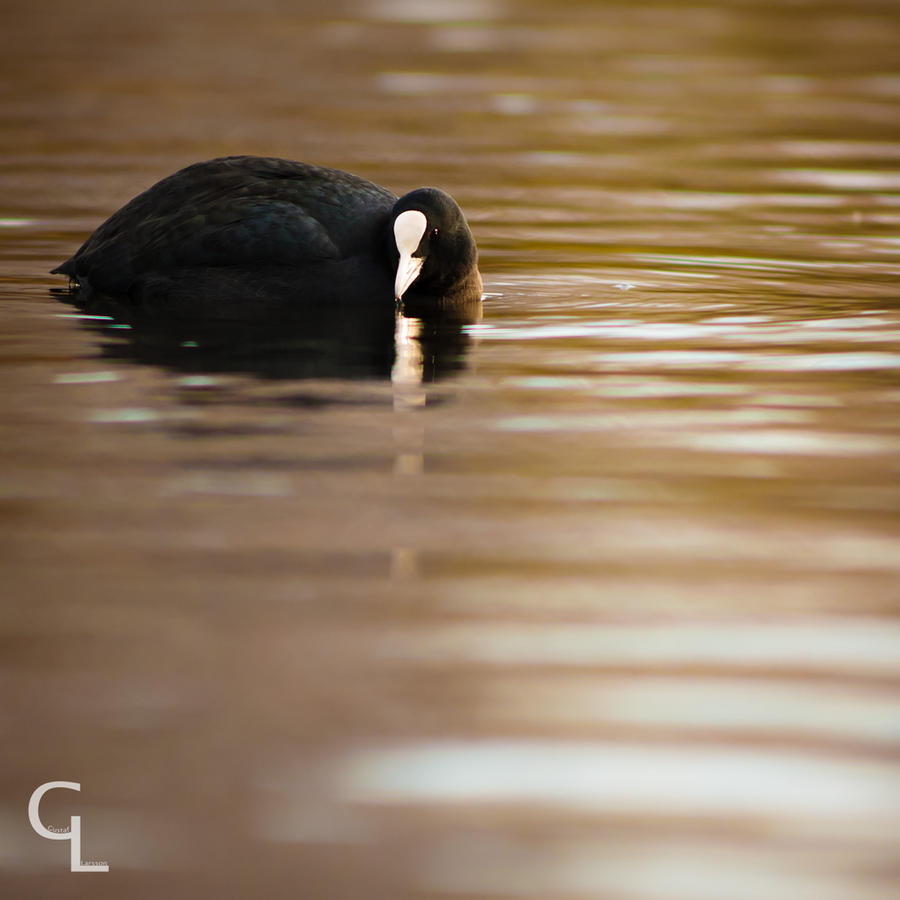 Eurasian Coot