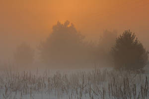 Misty morning VI