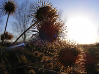 Thistles and sunset