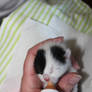 1 week old kitten