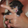 little kitten ( 2 weeks )