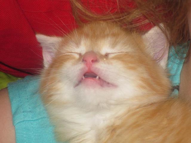 kitten sleeping with mouth open