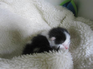 3 days old kitten