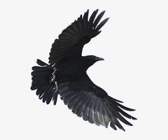 4-44177 Flying-crow-png-crow-flying-png by imhereforthefanart
