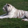 White tiger 3 - lying pose