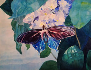 June - Blue Emperor Butterfly and Hydrangea