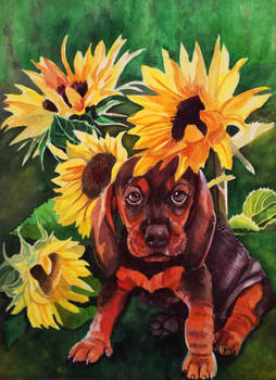 Puppy and Sunflowers
