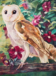 Owl and Lenten Roses