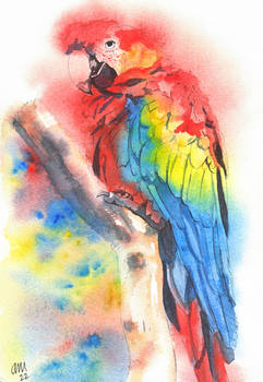 Scarlet Macaw inspired by Paul Clark