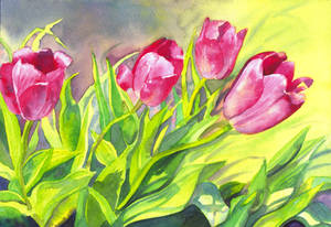 Spring Tulips