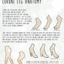 Lorune Leg  Anatomy
