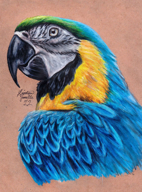 Blue and Gold Macaw