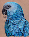 Spix's Macaw by KristynJanelle