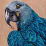 Glaucous Macaw