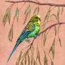 Budgerigar