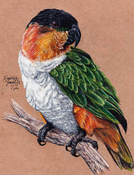 Commission - Black-Headed Caique