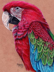 Commission - Green-Winged Macaw