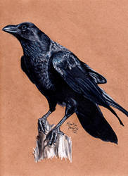 Raven