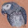 Commission - Congo African Grey