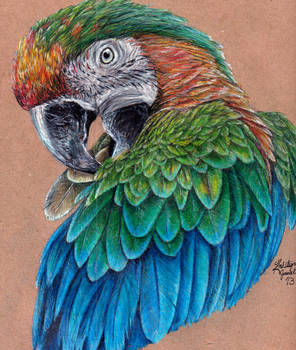 Catalina Macaw Preening