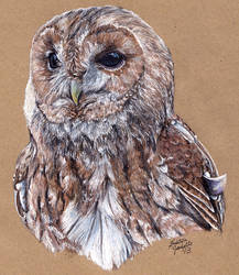 Tawny Owl