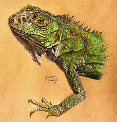 Iguana