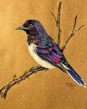 Violet-Backed Starling