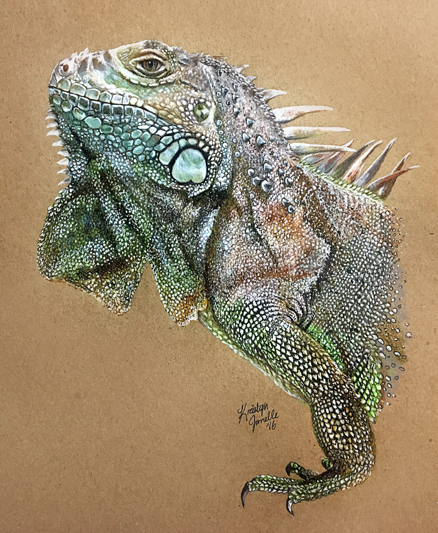 Remington the Iguana