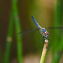 Blue Dragonfly